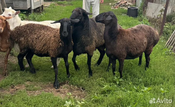 Сельхоз животные