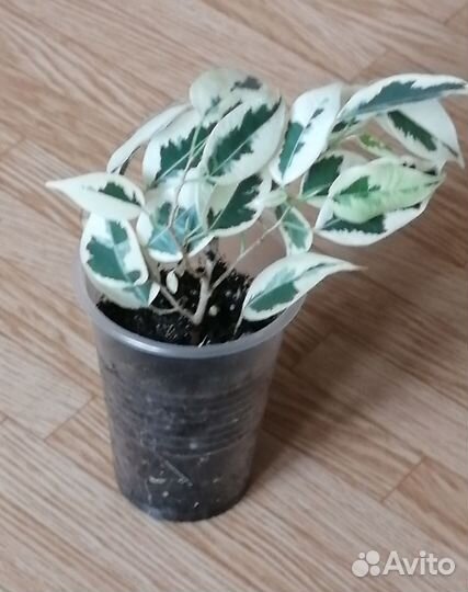 Фикусы Бенджамина