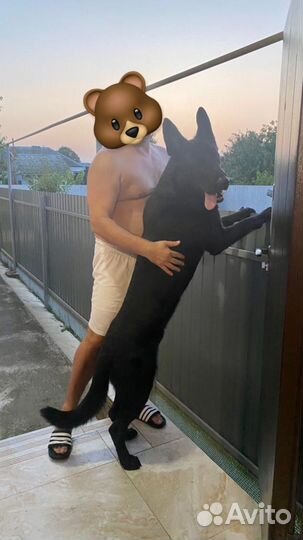 Восточно-европейская овчарка вязка