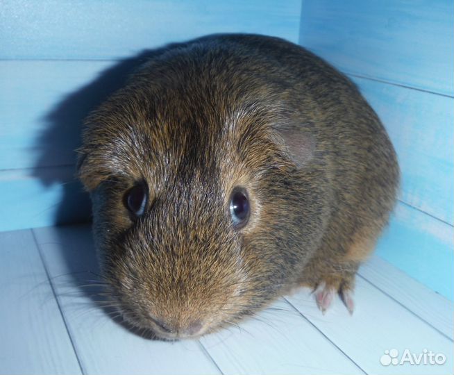 Три брата акробата морские свинки