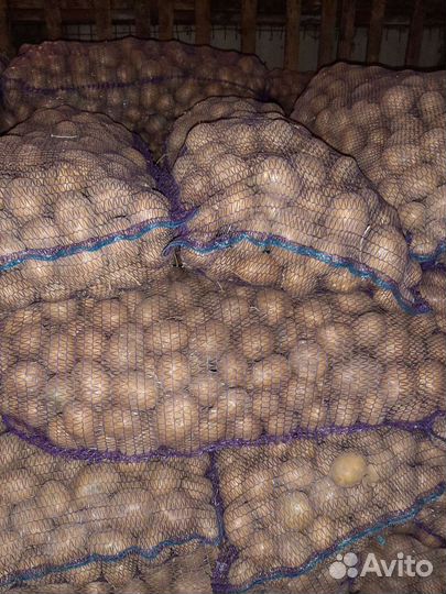 Продам картофель