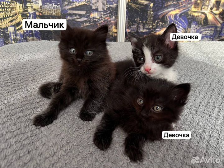Отдам котят в добрые руки