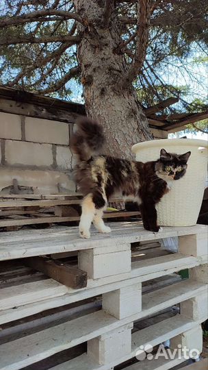 Кошка крысоловка в дар