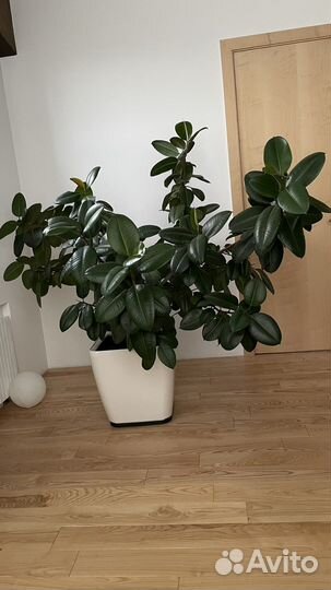 Фикус каучуконосный
