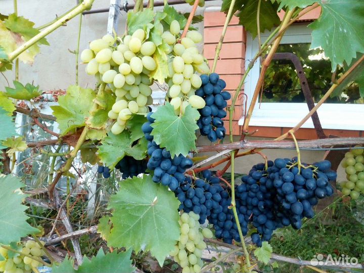 Вегетирующие саженцы винограда