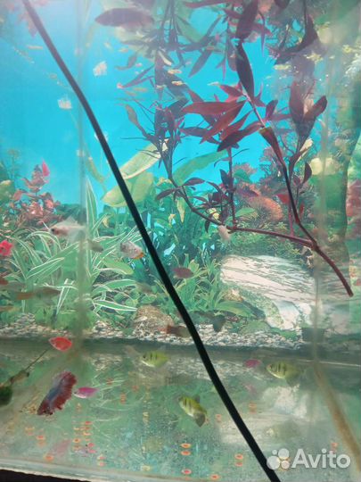 Аквариумные рыбки и растения