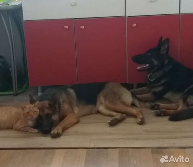 Щенки немецкой овчарки