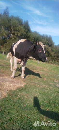 Быки живым весом