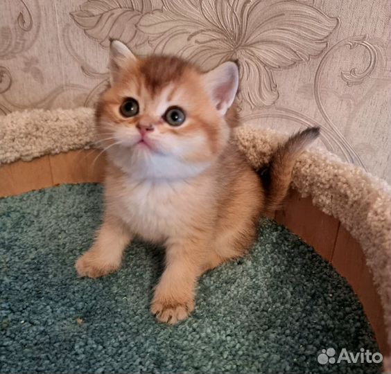 Британские золотые котята