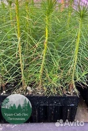 Зкс Сосна сеянцы Ели Лиственницы окс Голуб Горная