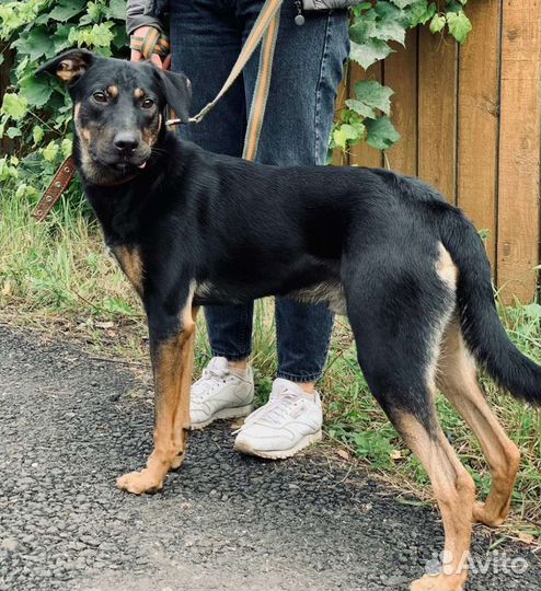 Молодой пёс в дар