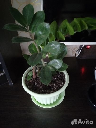 Замиокулькас