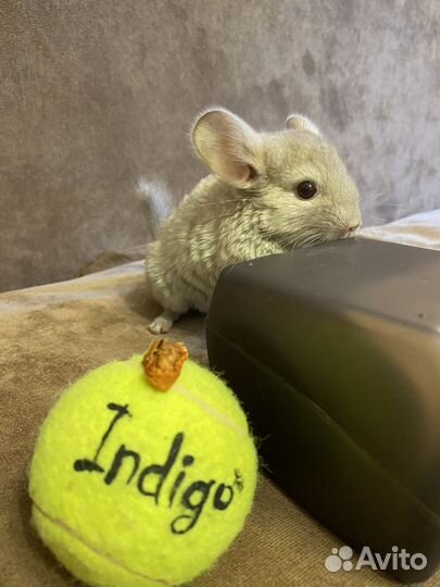 Шиншилла маленькая