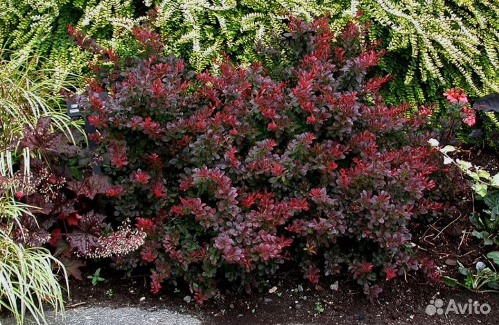 Барбарис Тунберга Atropurpurea Nana