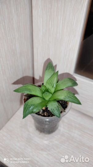 Суккуленты крассула хавортия хатиора