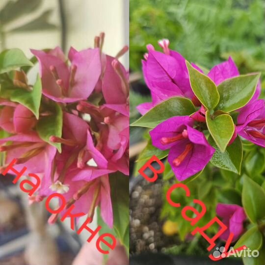 Бугенвиллия Mini Thai