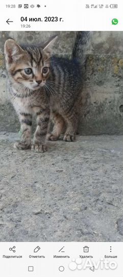 Котята в добрые руки