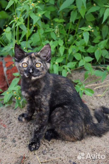 Последний шанс