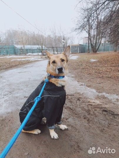 Присмотрю за вашим питомцем