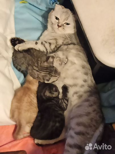 Шотландские котята
