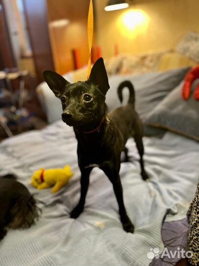 Маленькая собака в добрые руки