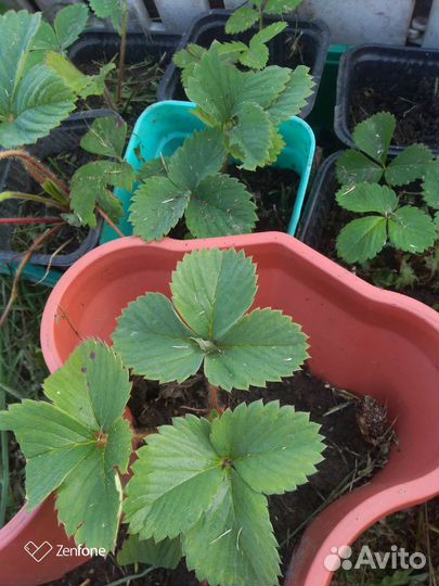 Земляника саженцы