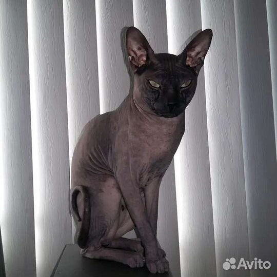 Кот вязка Донской Сфинкс