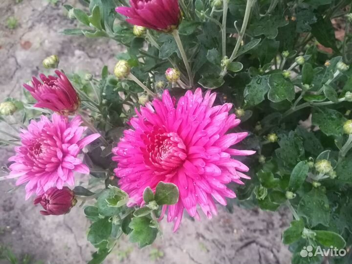 Хризантема растения