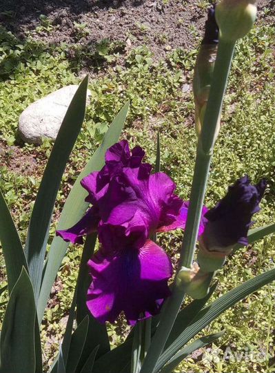 Сортовые ирисы, пионы, лилейники, хоста и малина