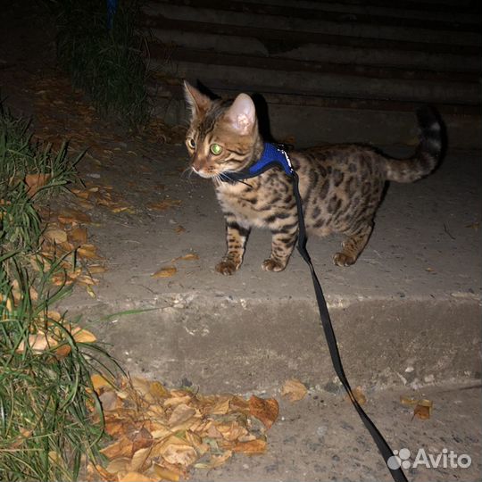 Бенгальский кот на вязку