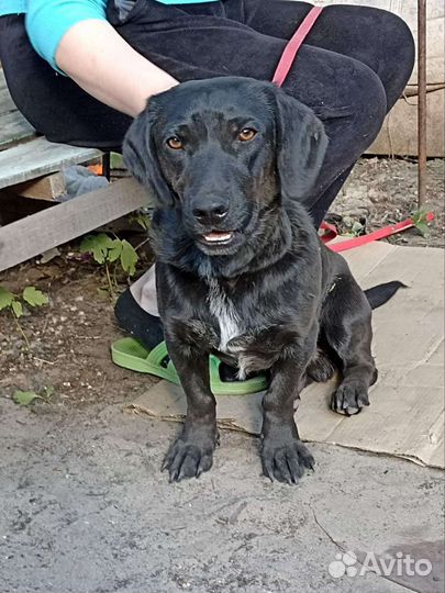 Собака в добрые руки