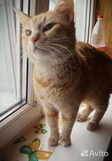 Серафима. Кошка редкого рыжего окраса
