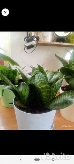 Сансевиерия ханни