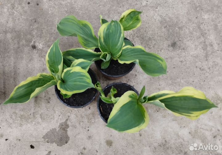 Хосты, бадан