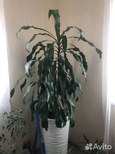 Пальма драцена