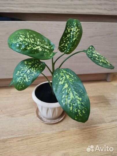 Диффенбахия