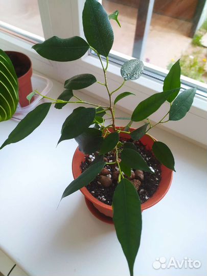 Фикус бенджамина