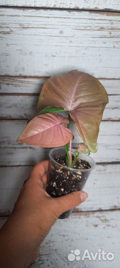 Комнатные растения. Сингониум