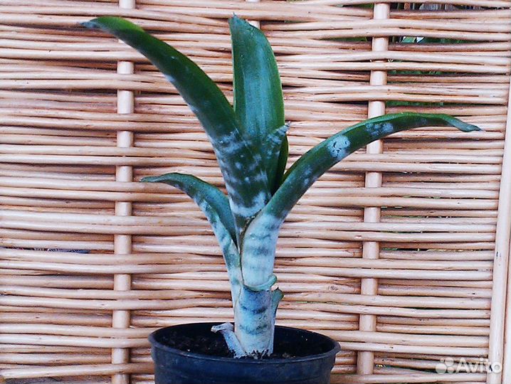 Эхмея- необыкновенный цветок И отличный подарок