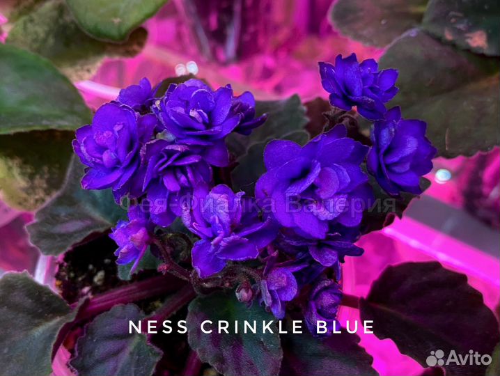 Фиалки набор 