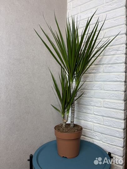 Драцена маргината 2 ствола комнатные цветы