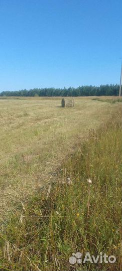 Лесное луговое сено