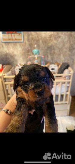 Йоркширский терьер