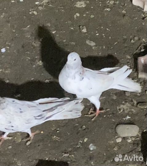 Голуби широкохвостые