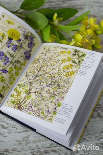 Книга Дикие цветы Британии на английском