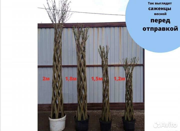 Ива плетеная, русская пальма