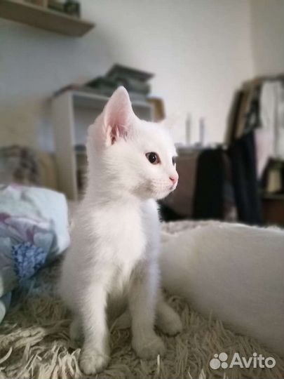 Киса в ожидании