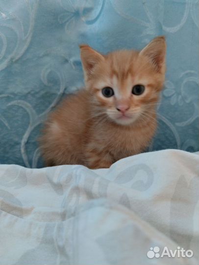 Рыжий котенок мальчик