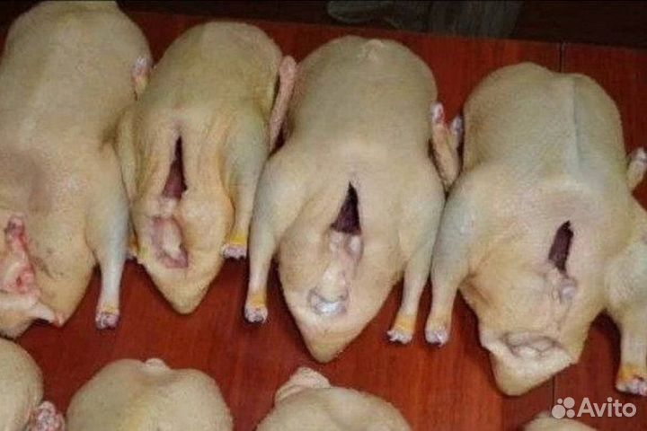Мясо домашней птицы : утки,гуси,куры, петухи