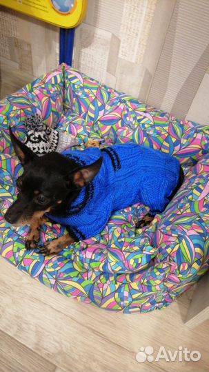 Мини той-терьер